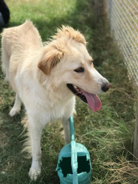 CONNIE derivata golden retriver  | Foto 3