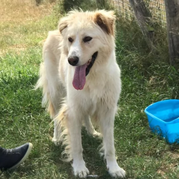 CONNIE derivata golden retriver 