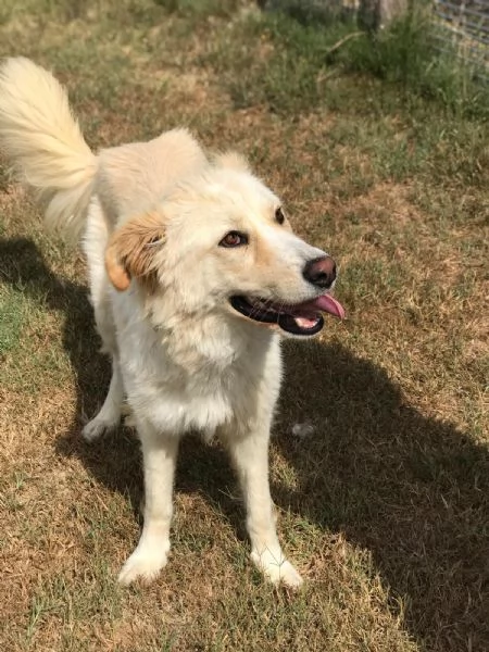 CONNIE derivata golden retriver  | Foto 1