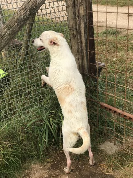 Tilla simpatica cagnolina a pois | Foto 6