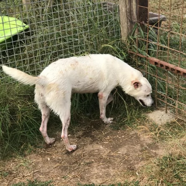 Tilla simpatica cagnolina a pois | Foto 4