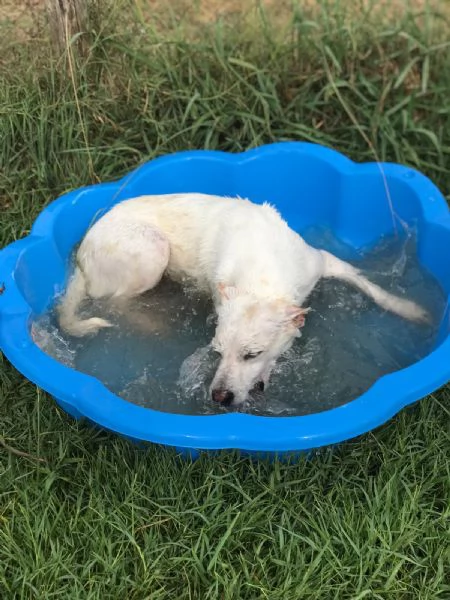 Tilla simpatica cagnolina a pois | Foto 3