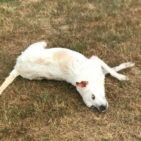 Tilla simpatica cagnolina a pois | Foto 2