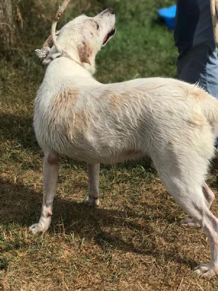 Tilla simpatica cagnolina a pois | Foto 1