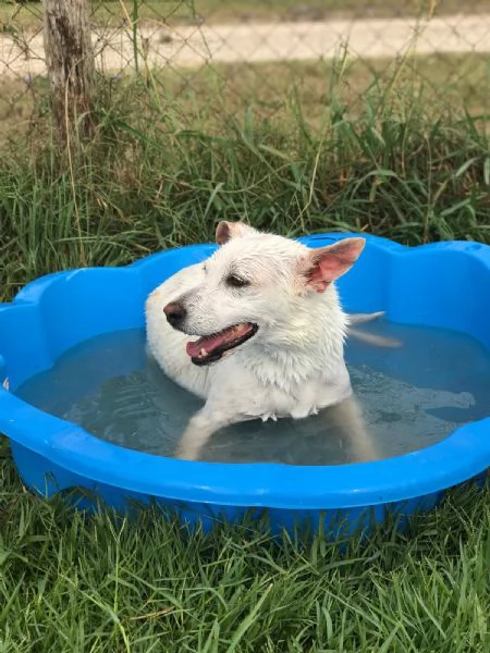 Tilla simpatica cagnolina a pois | Foto 0