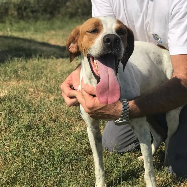 PUCK bretoncino biancoarancio in adozione | Foto 3