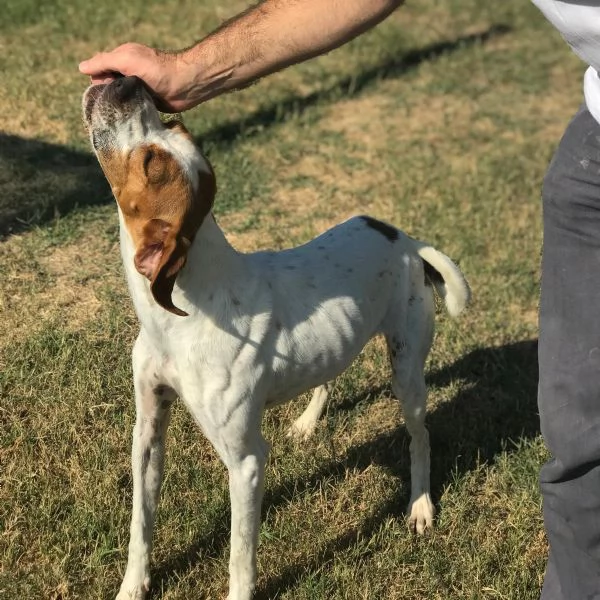 PUCK bretoncino biancoarancio in adozione | Foto 1