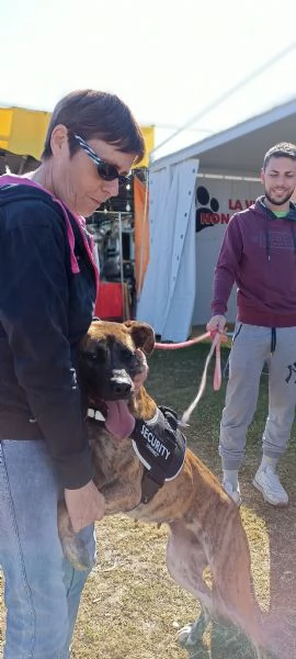     Runa mix boxer  corso meritaunafamiglia tutta sua | Foto 5