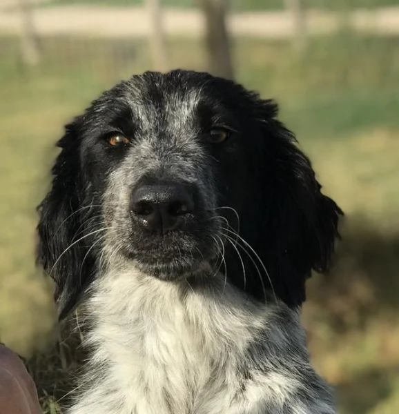 Cucciolona Cenerella dolce pointerina  | Foto 4