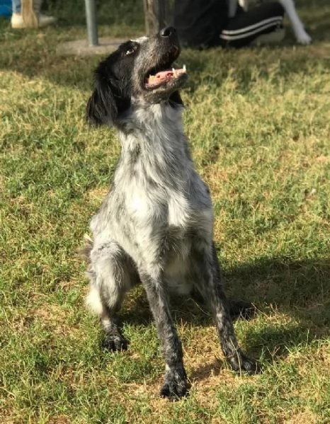 Cucciolona Cenerella dolce pointerina  | Foto 0