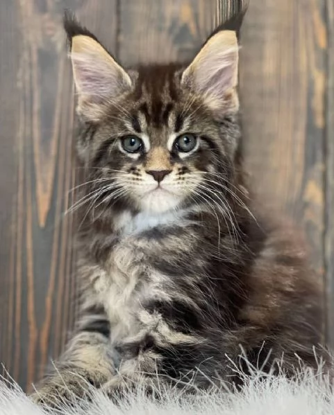 Disponibili gattini Maine Coon maschi e femmine | Foto 1