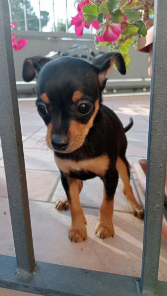 Pinscher nano Teramo  | Foto 0