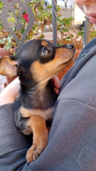 Pinscher nano Teramo 