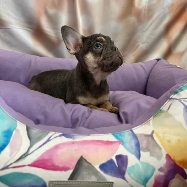 cucciola diBouledogue Francese blu e tanfemmina 