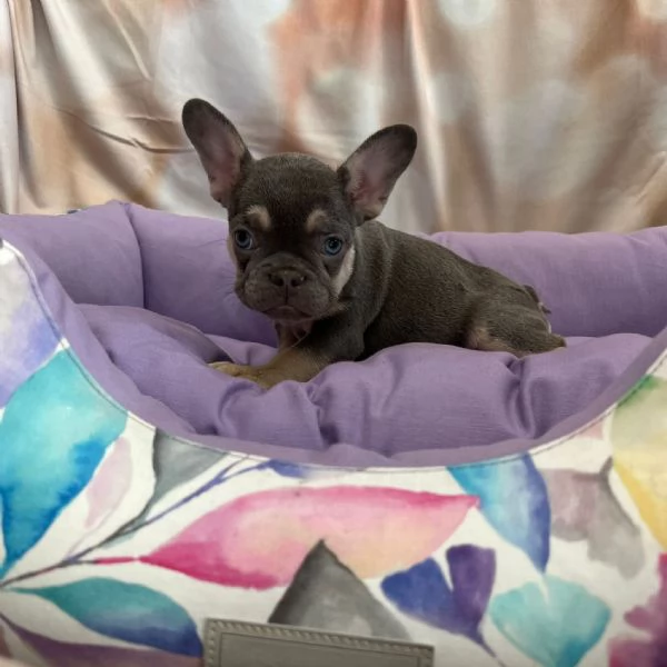 cucciola diBouledogue Francese blu e tanfemmina  | Foto 1