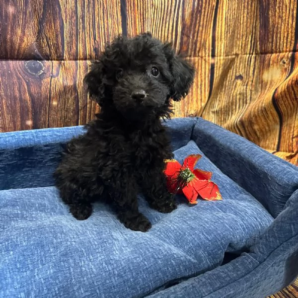 cucciolo di Barboncino nero maschio