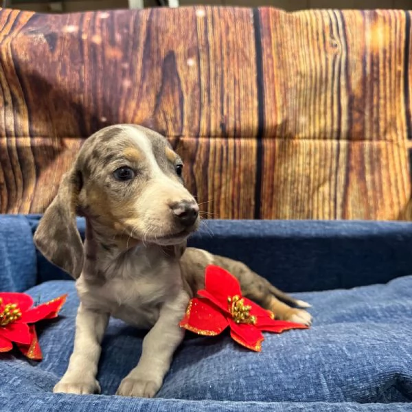 cucciolo di Bassotto piebald maschio | Foto 1