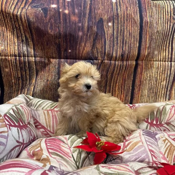 cucciola di Maltipoo crema femmina  | Foto 1