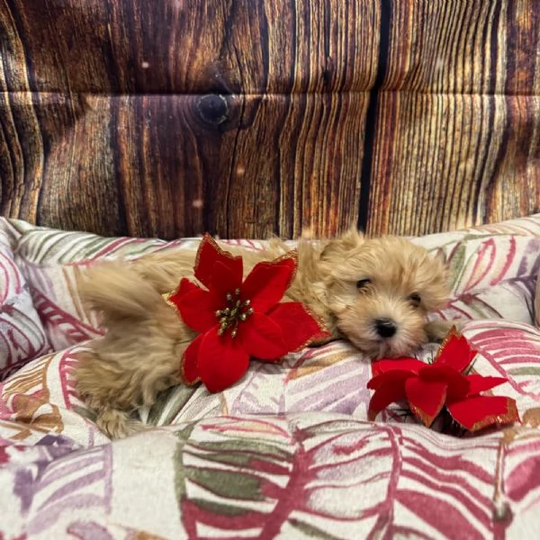 cucciola di Maltipoo crema femmina  | Foto 0