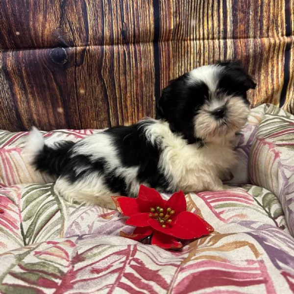 cucciola di Shihtzu bianco e nero femmina