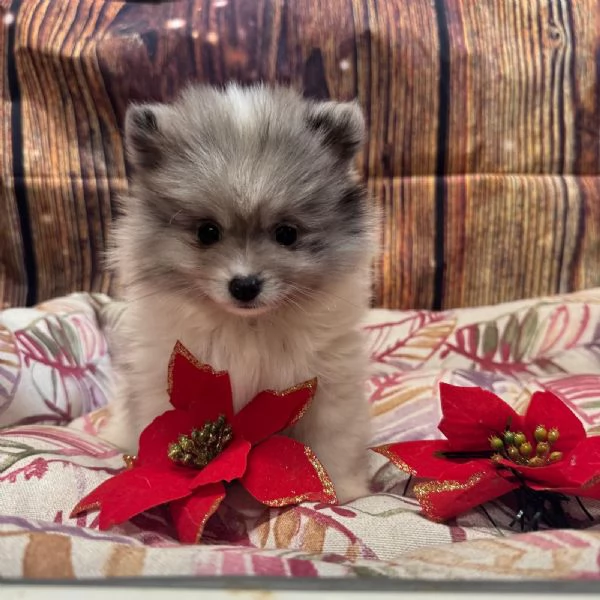 cucciola di Volpino di Pomerania bianco e blu femmina | Foto 2