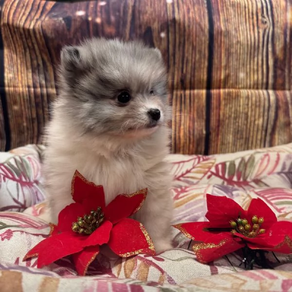 cucciola di Volpino di Pomerania bianco e blu femmina | Foto 1