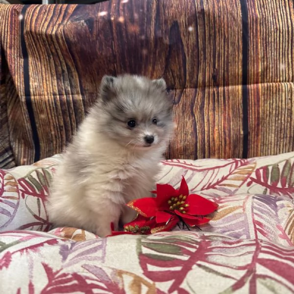 cucciola di Volpino di Pomerania bianco e blu femmina | Foto 0