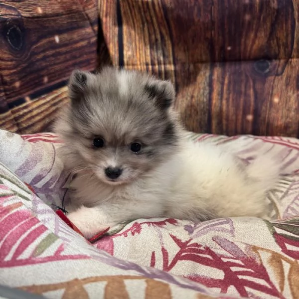 cucciola di Volpino di Pomerania bianco e blu femmina