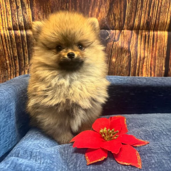 cucciolo di Volpino di Pomerania fulvo maschio  | Foto 1