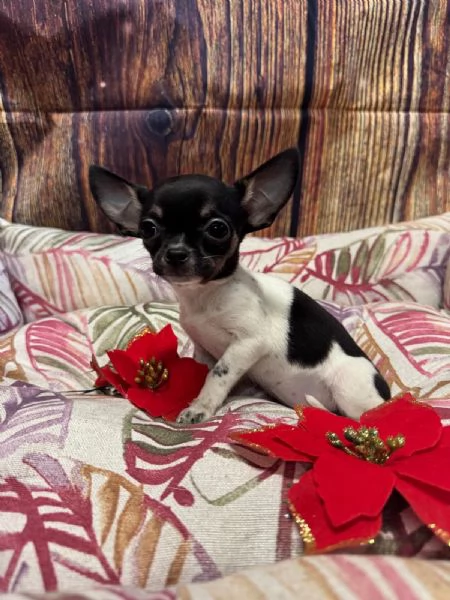  cucciola di Chihuahua bianco e nero femmina | Foto 1