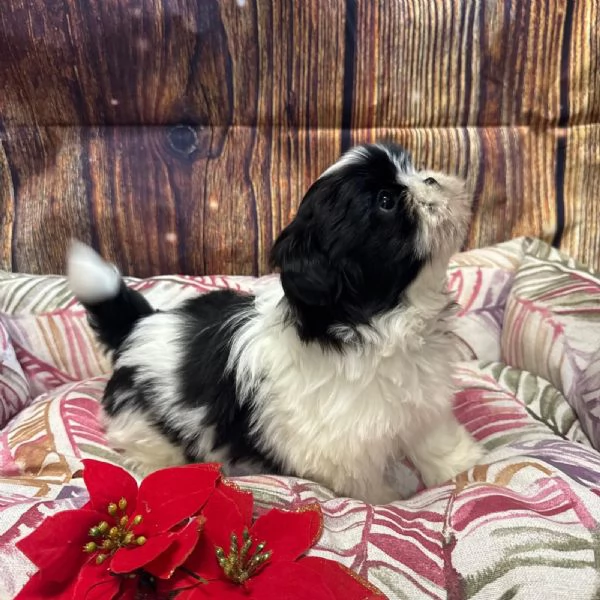 cucciola di Shihtzu bianco e nero femmina