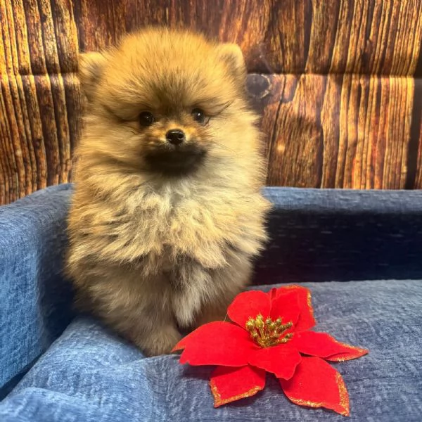 cucciolo di Volpino di Pomerania fulvo maschio | Foto 1