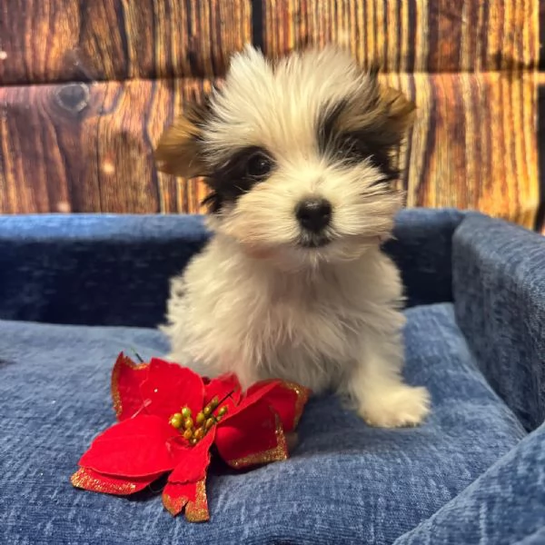 cucciolo di Yorkshire terrier Biewer maschio  | Foto 0