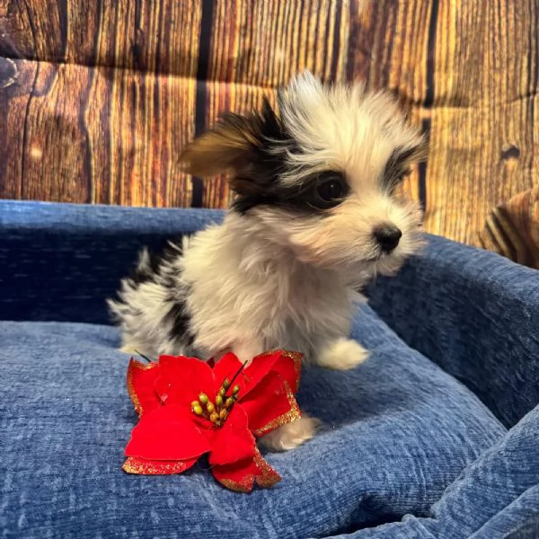 cucciolo di Yorkshire terrier Biewer maschio 