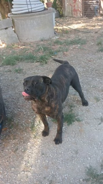 Cane corso femmina nero tigrato