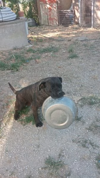 Cane corso femmina nero tigrato | Foto 0