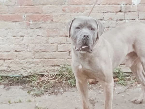 Cane corso maschio formentino | Foto 3