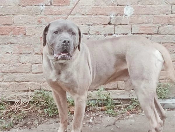 Cane corso maschio formentino | Foto 2