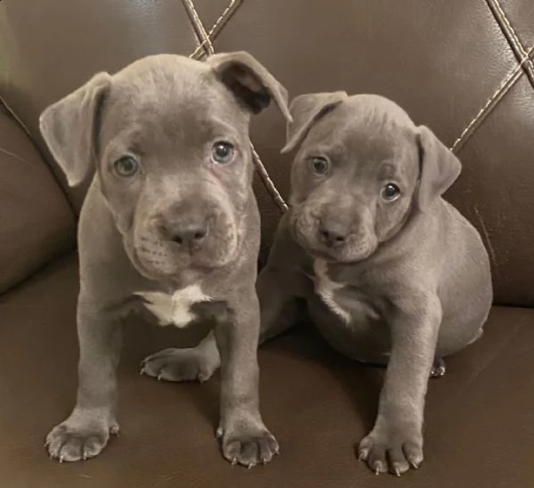 cuccioli di american staffordshire blue amstaff