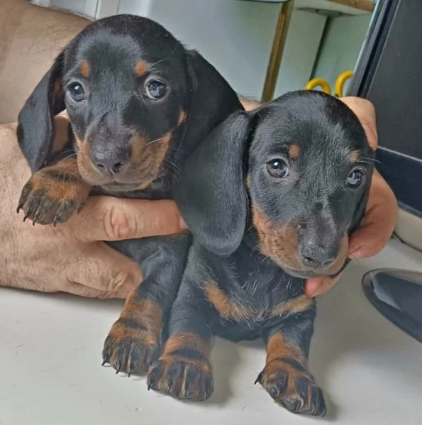 Cuccioli di bassotto nano | Foto 0