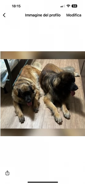 cuccioli di leonberger  | Foto 1