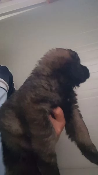 cuccioli di leonberger 