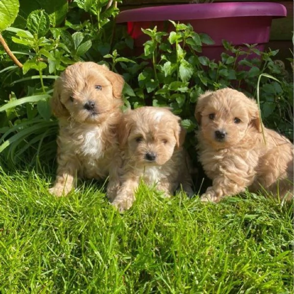 maltipoo puppies | Foto 0