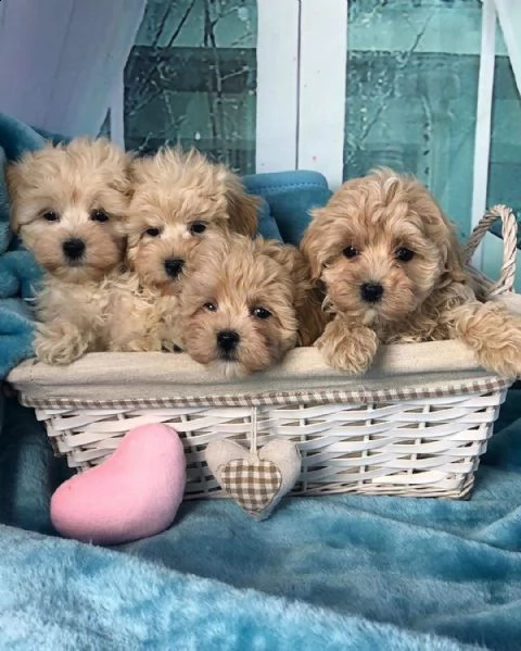 maltipoo puppies