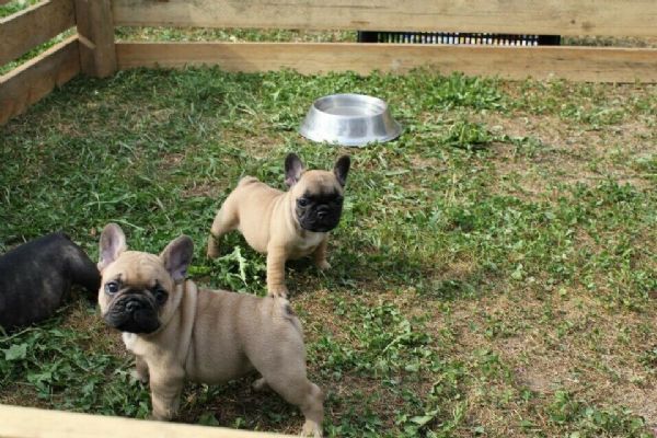 Vendita Bouledogue da Privato a Modena allevamento luxury iron