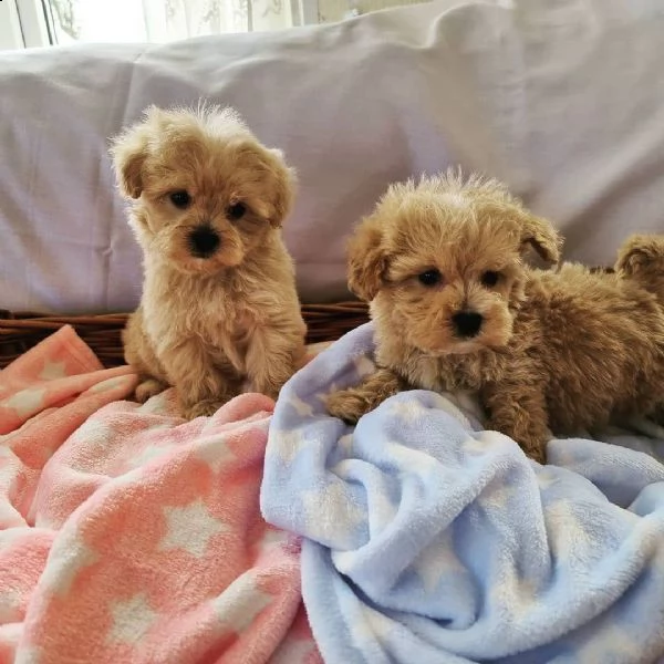 cuccioli bellissimi di maltipoo | Foto 0