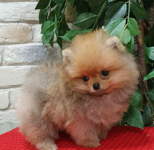 Regalo Cucciolo Volpino Pomerania Da Privato A Isernia Cuccioli Di ...