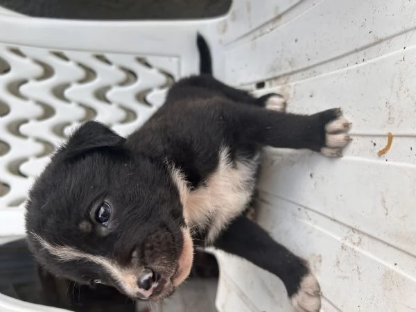 Cuccioli incrocio canecorso e amstaff | Foto 0