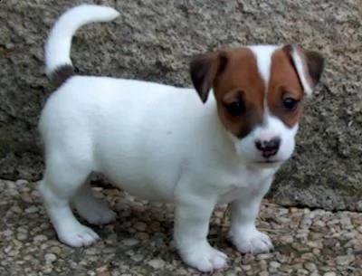 bellissimi cuccioli di jack russell terrier con pedigree tricolori biancoarancio o completamente 