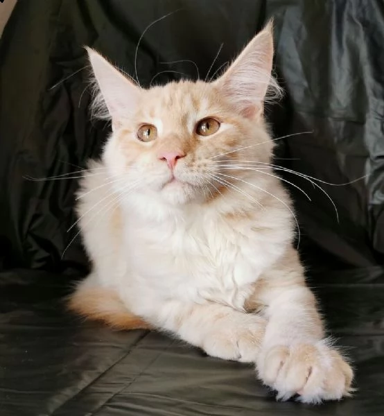 cuccioli di gatto di razza maine coon